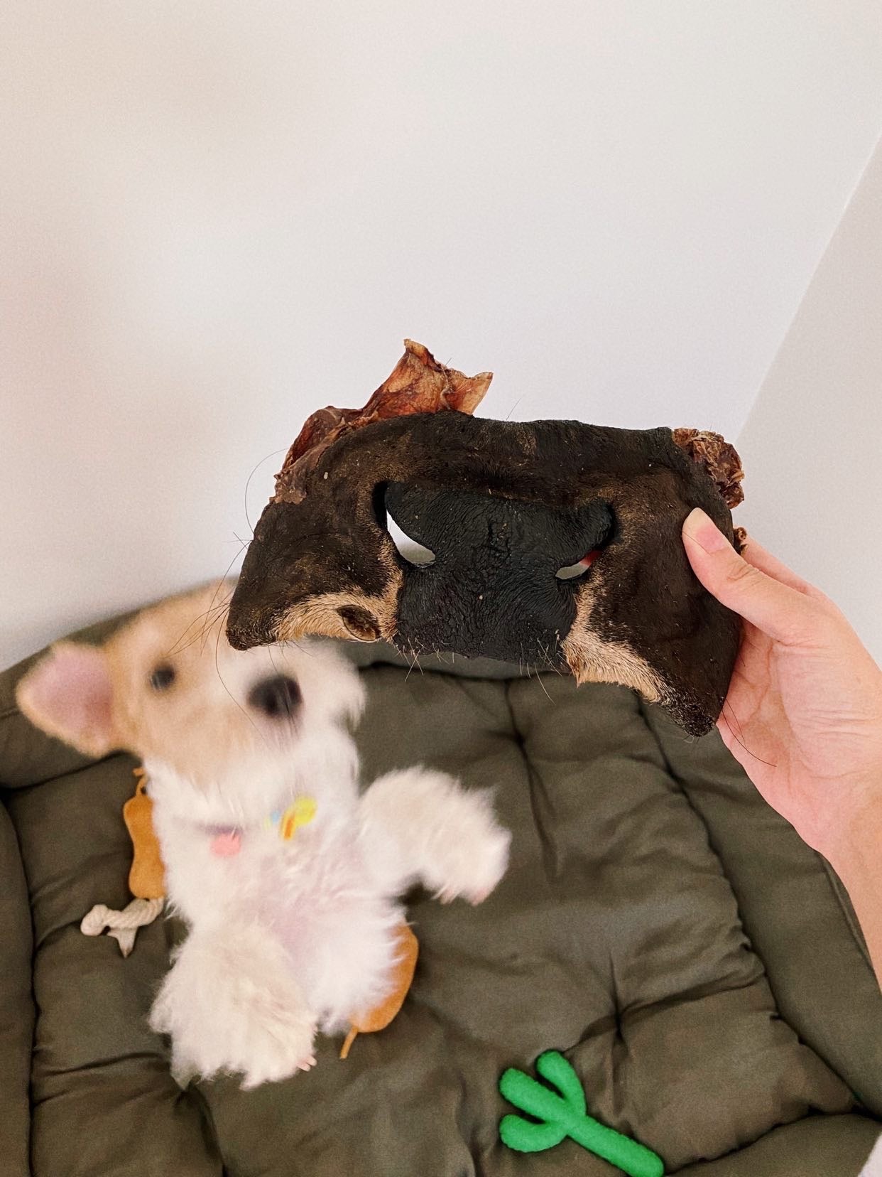 Beef Snout