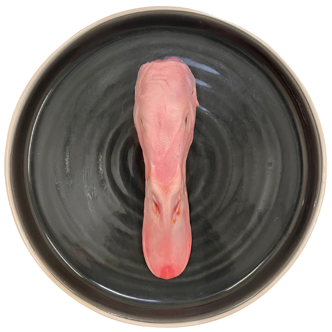 Raw Duck Head