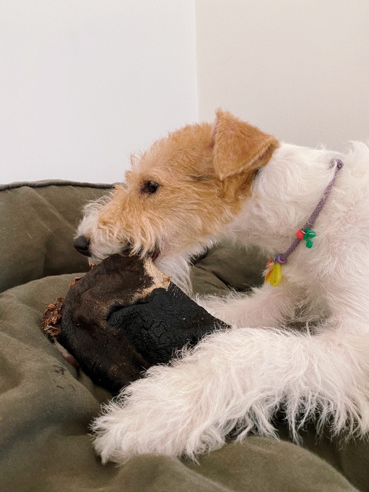 Beef Snout