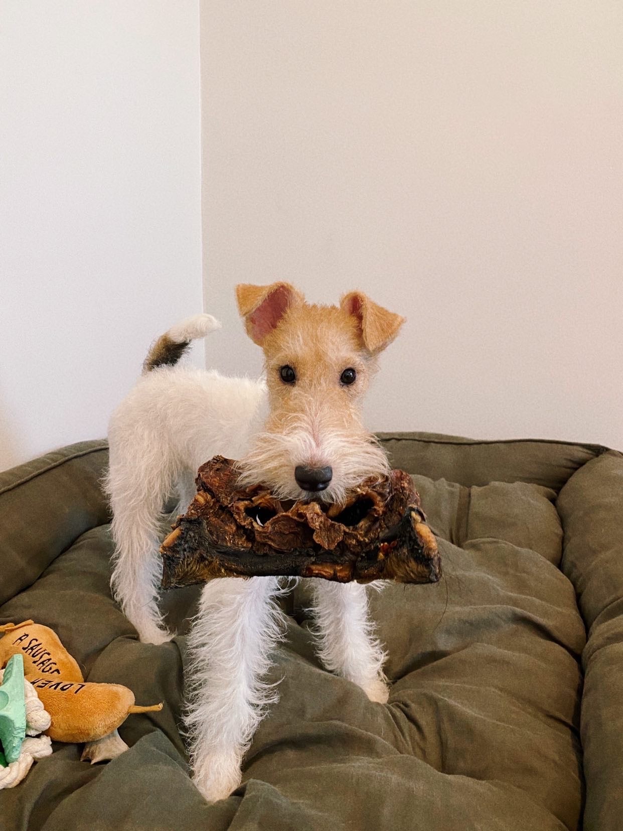 Beef Snout