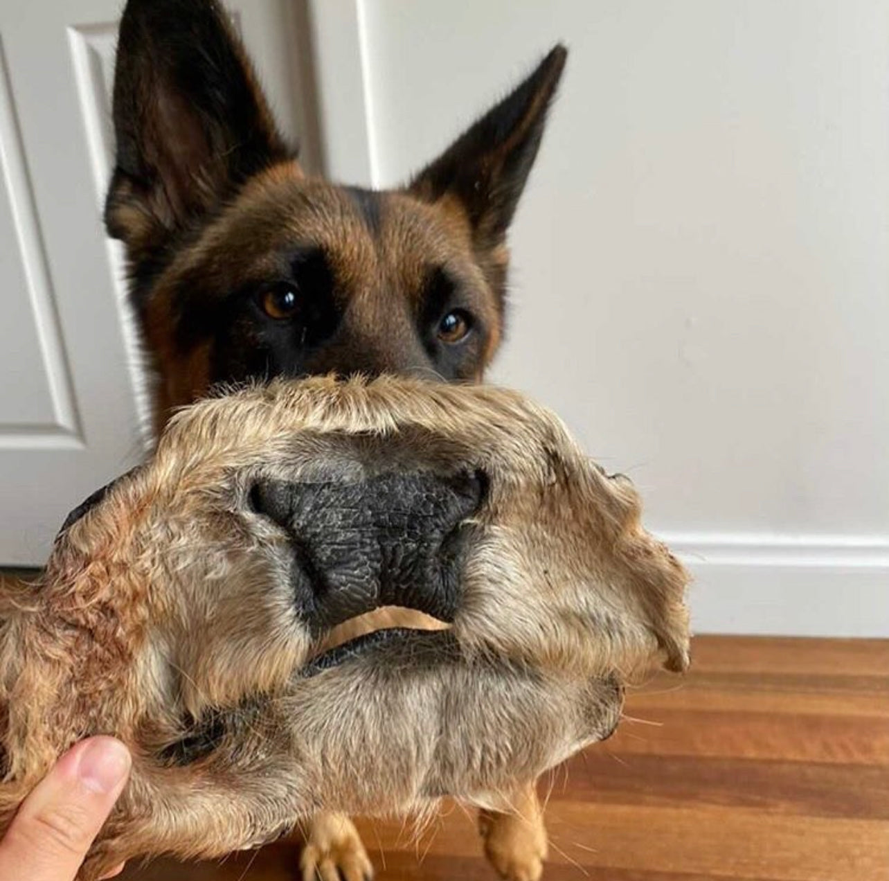 Beef Snout