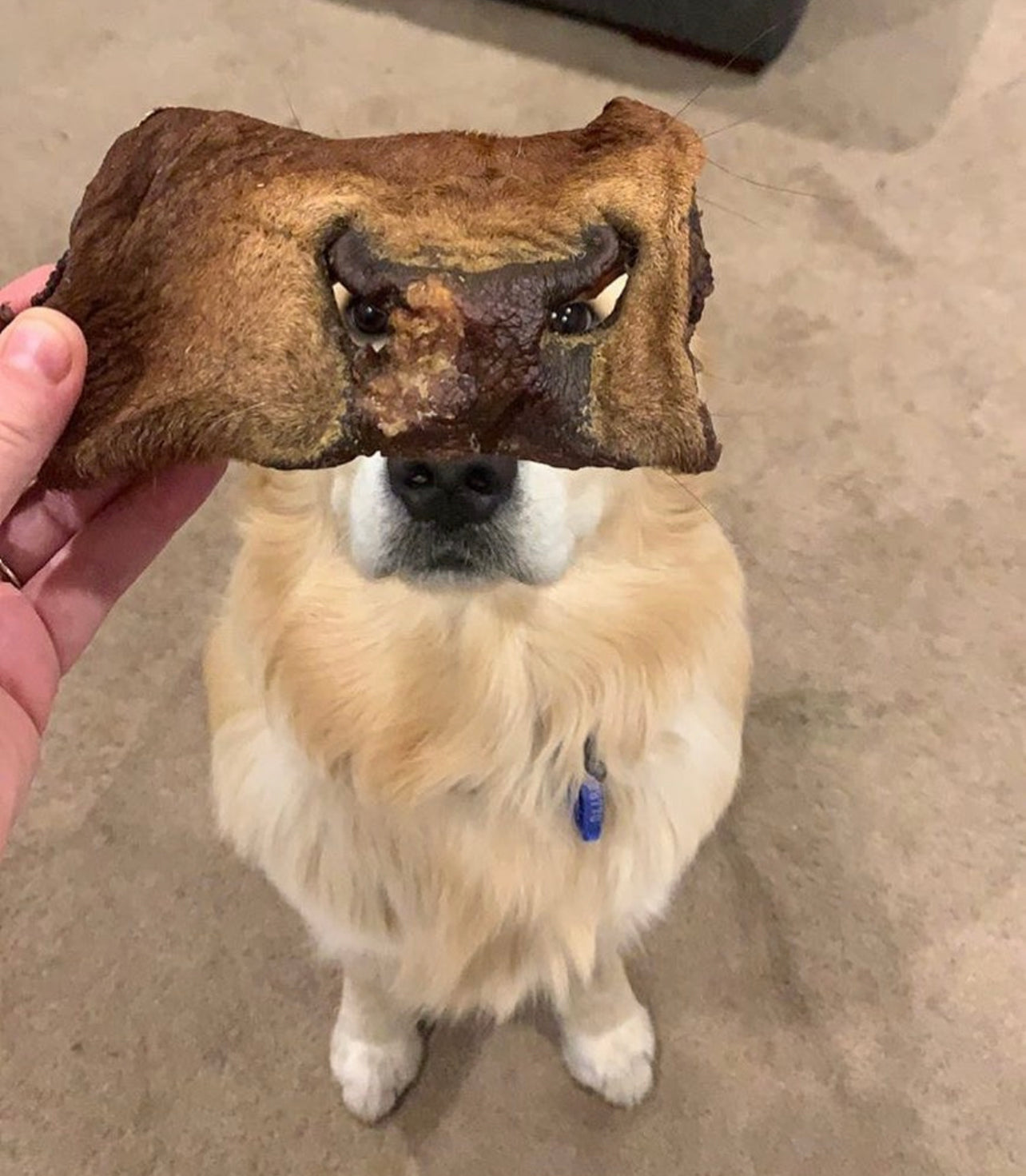 Beef Snout