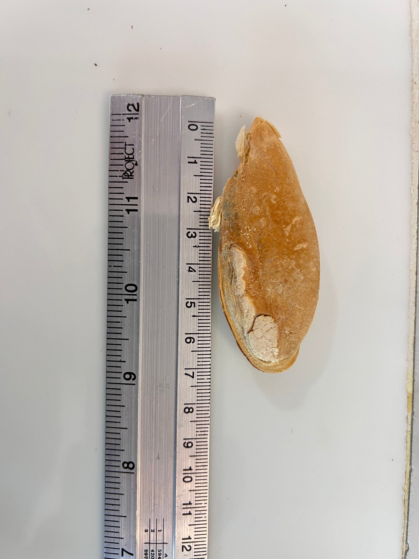 Freeze-Dried New Zealand Green-lipped Mussels