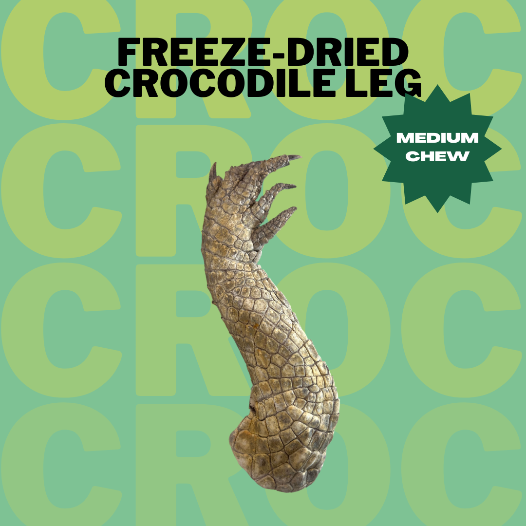 Freeze-dried Crocodile Leg