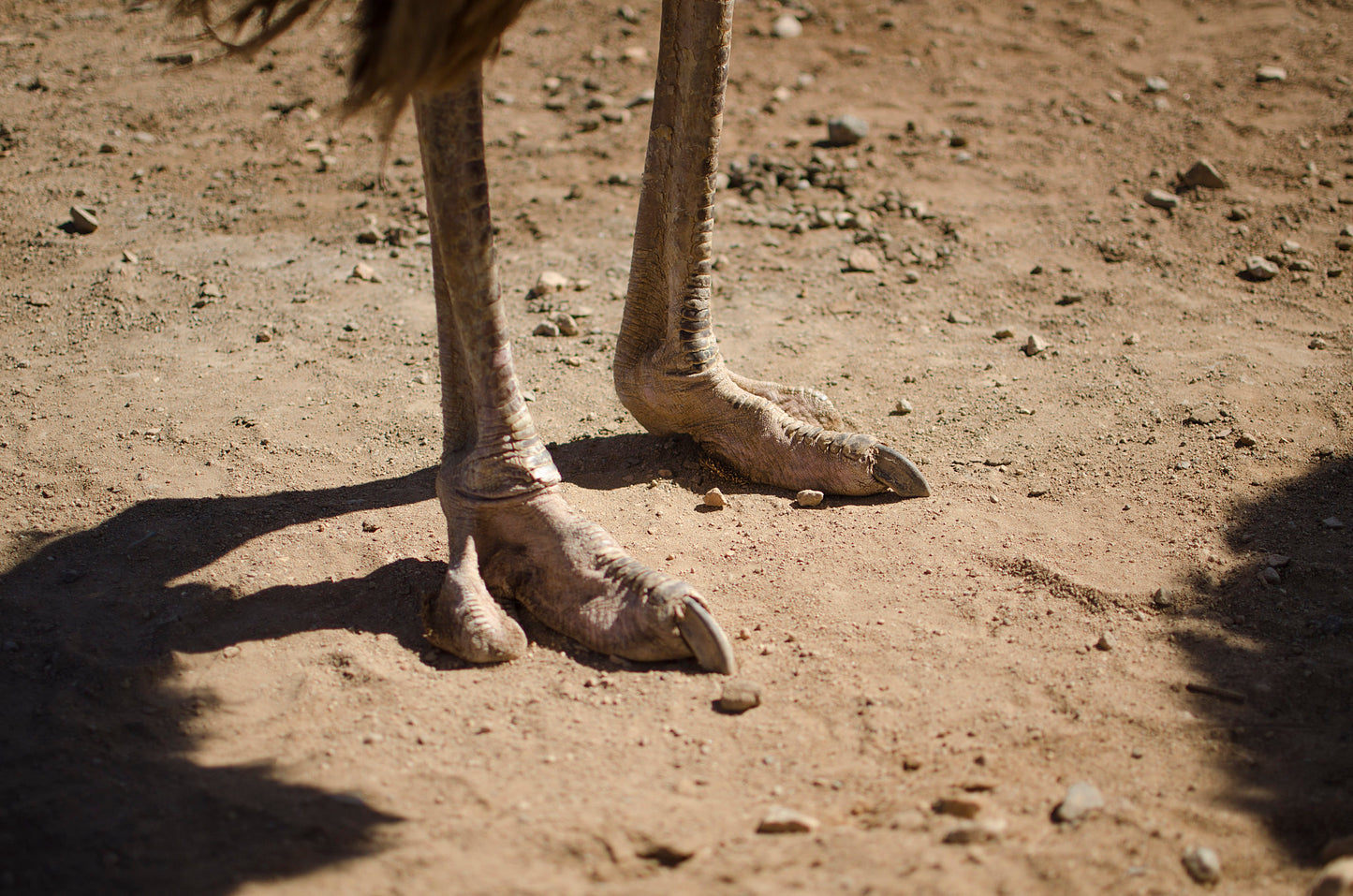 Freeze-Dried Ostrich Finger(s)