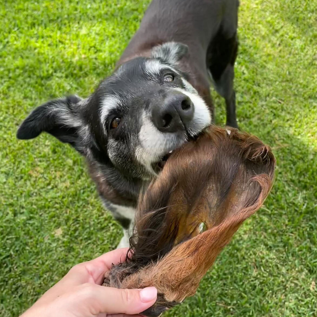 Goat Ear