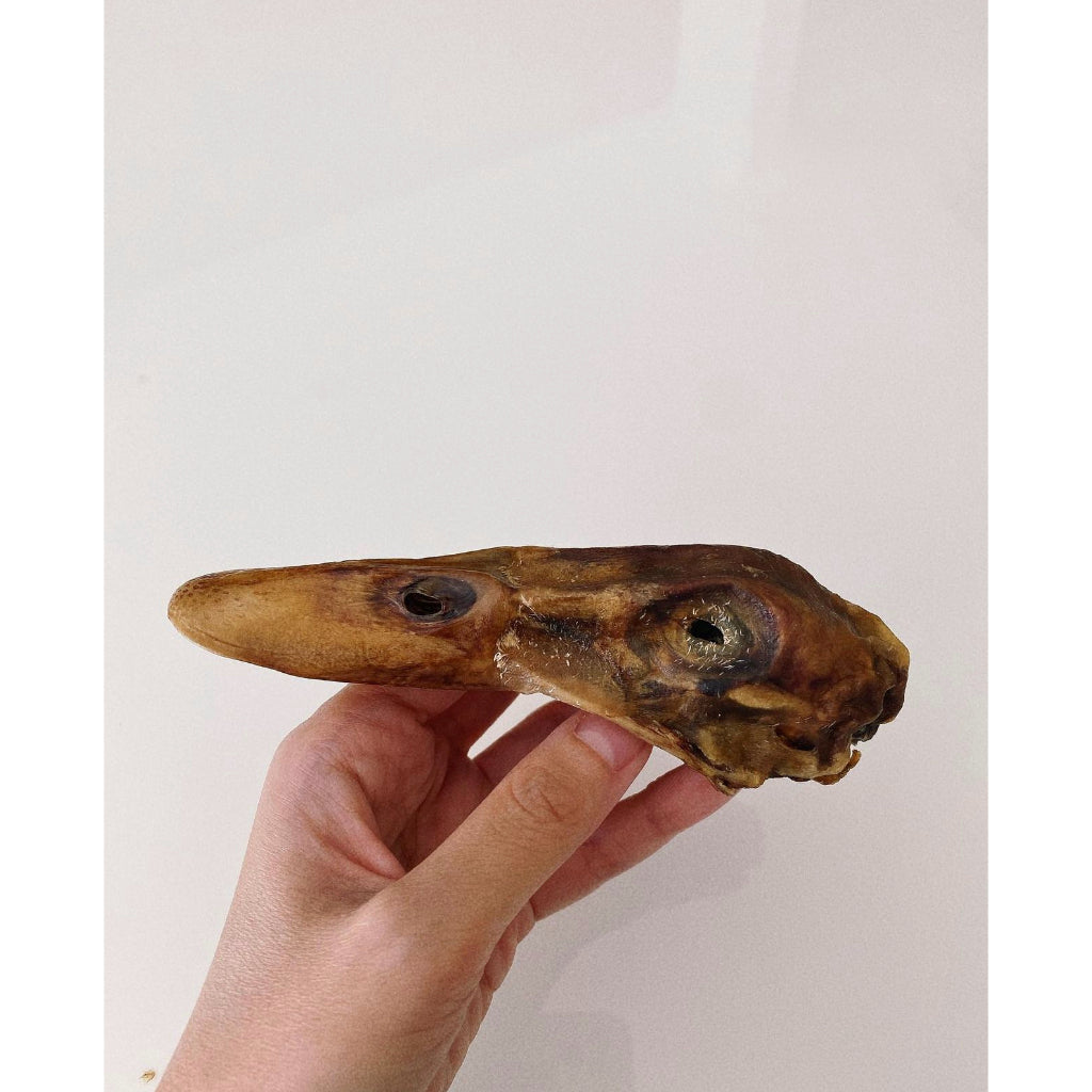 Whole Duck Head