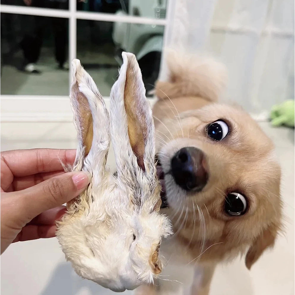 Rabbit Face