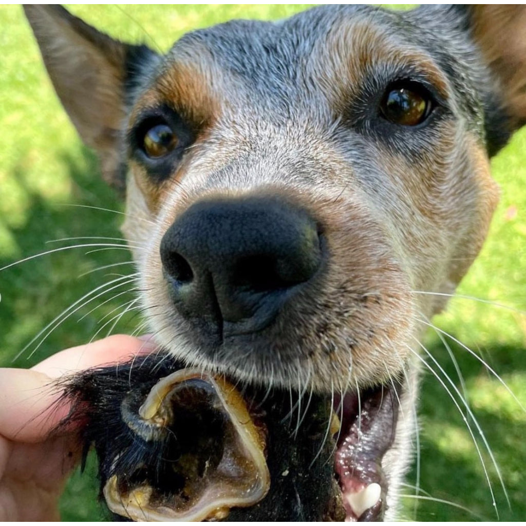 Cow's Ear Canal