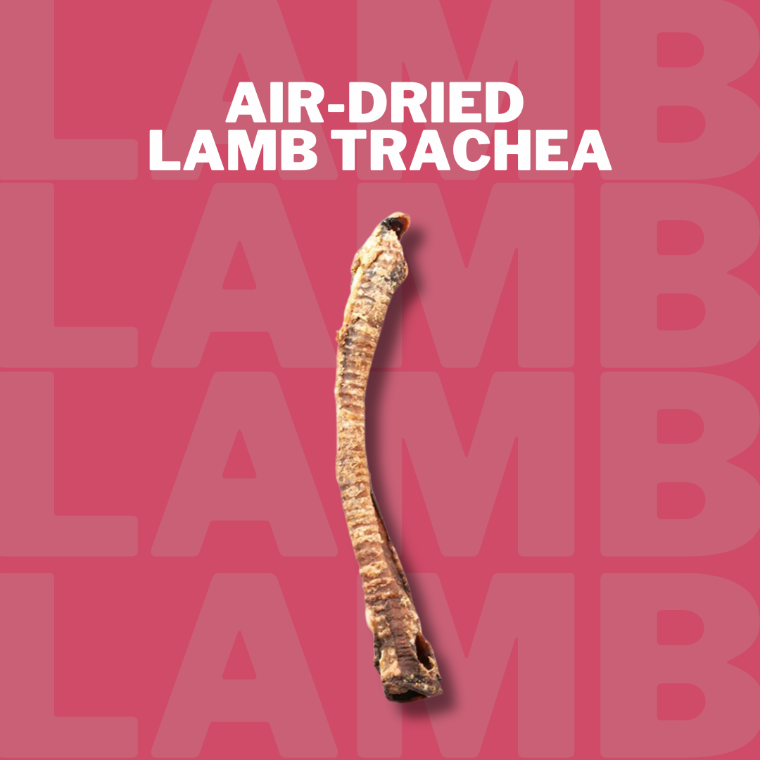 Air-dried Lamb Trachea