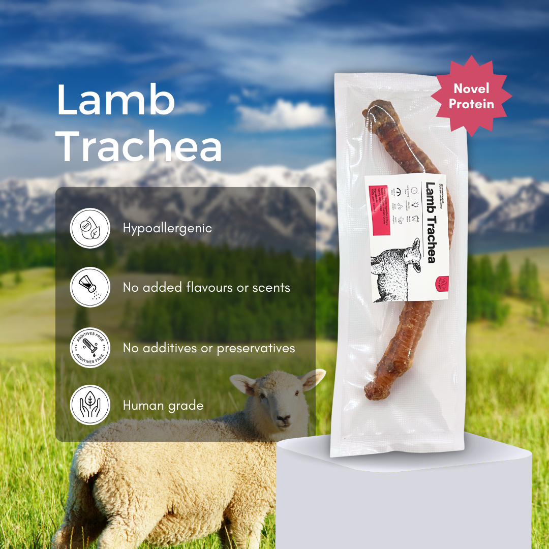 Air-dried Lamb Trachea