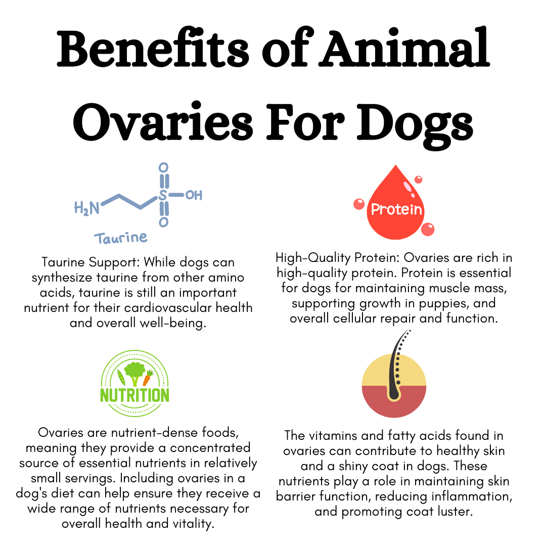 Freeze-Dried Chicken Ovaries