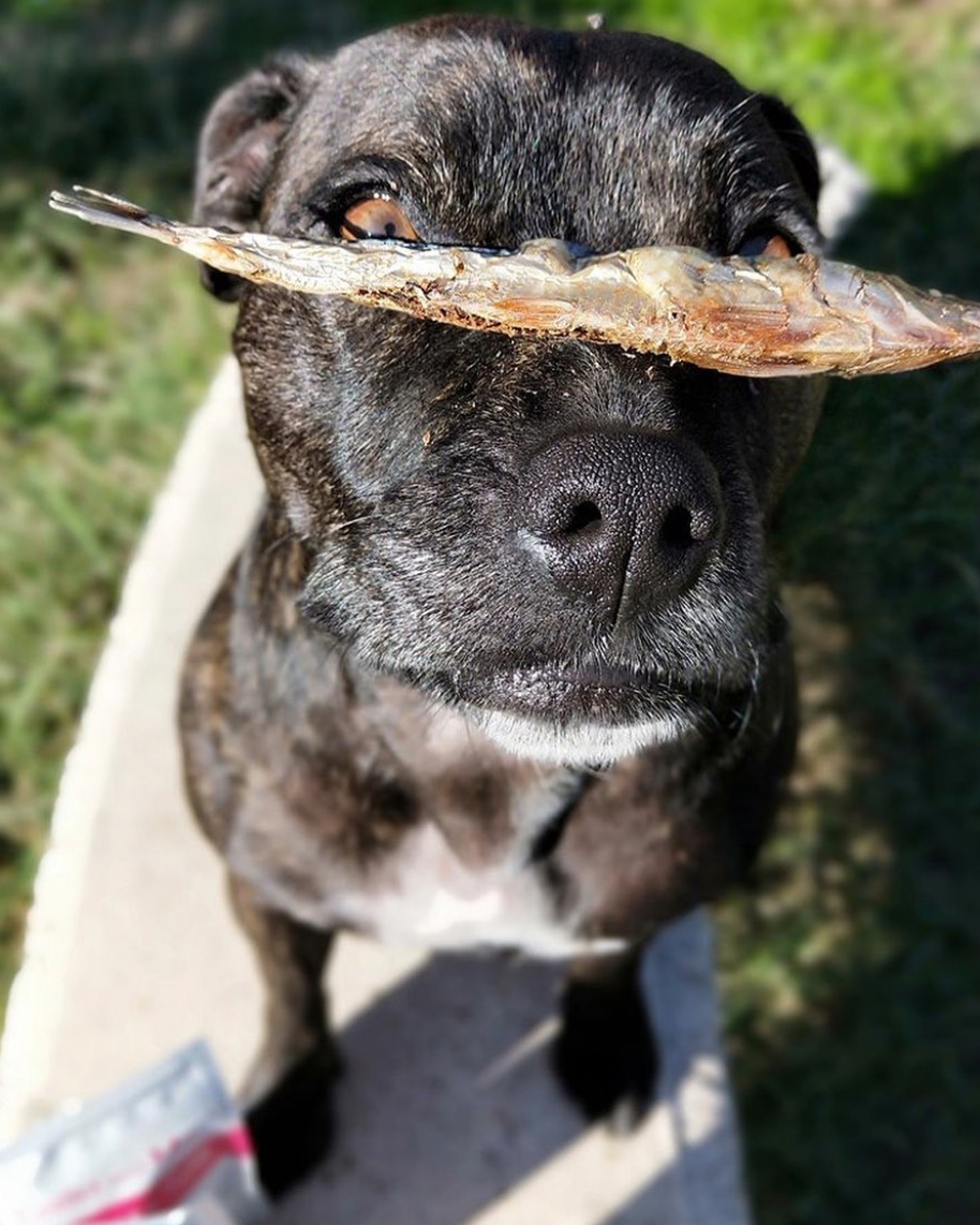 Capelin Fish