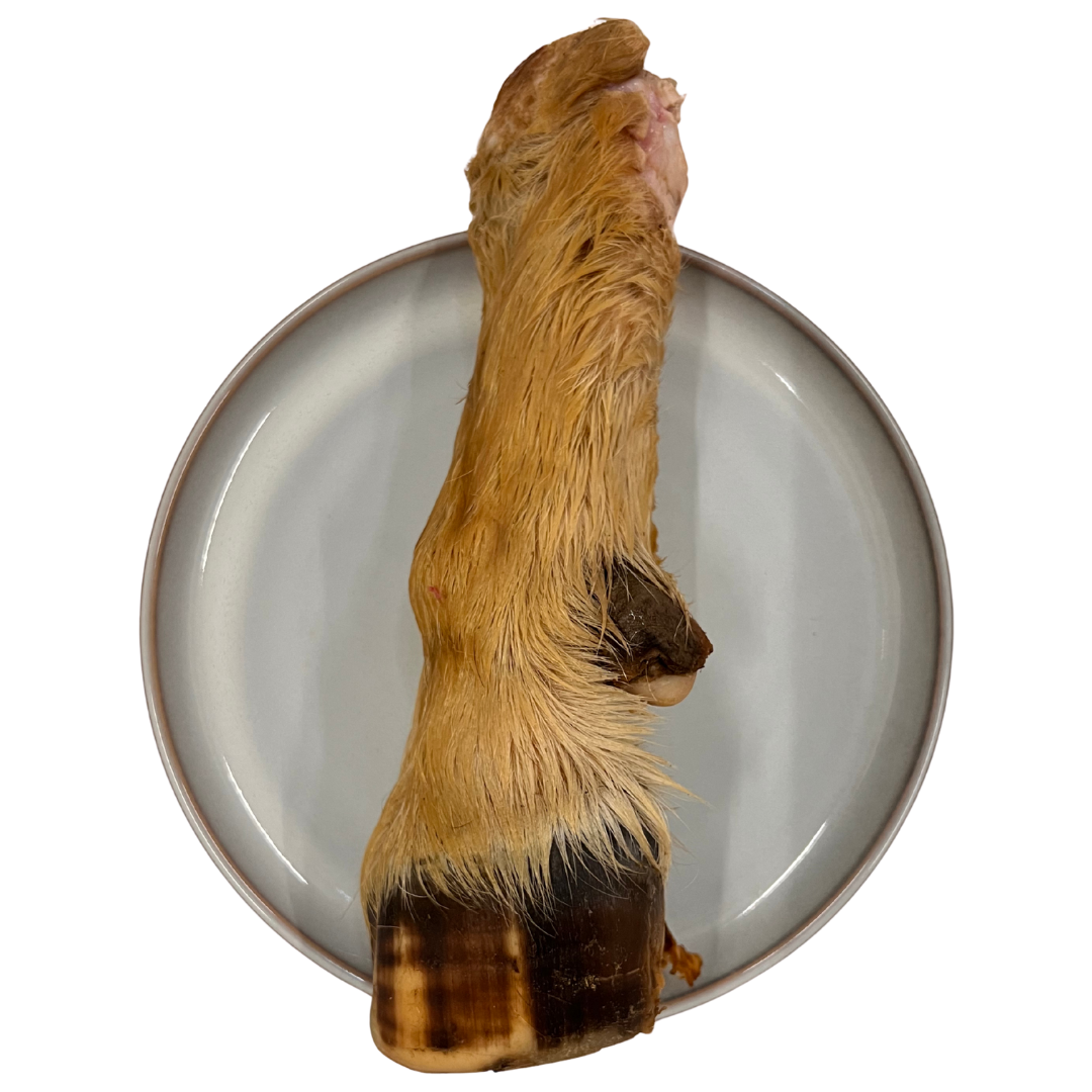 Raw Lamb Leg
