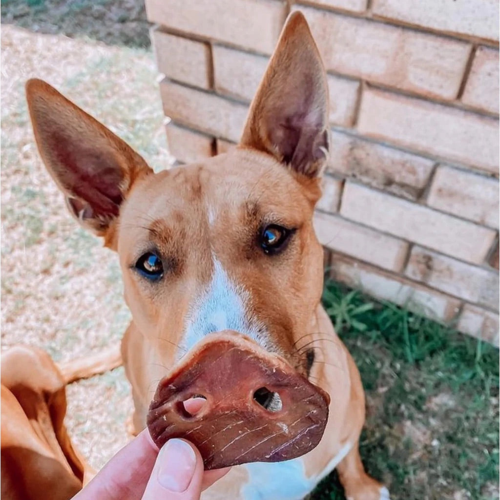 Pig Snout