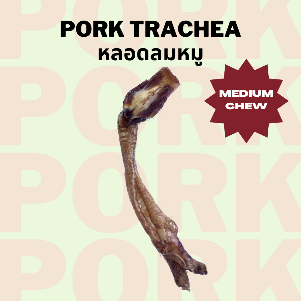 Pig Trachea